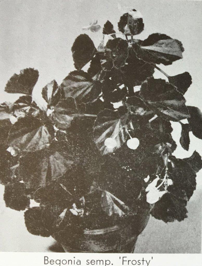 B. ‘Frosty’